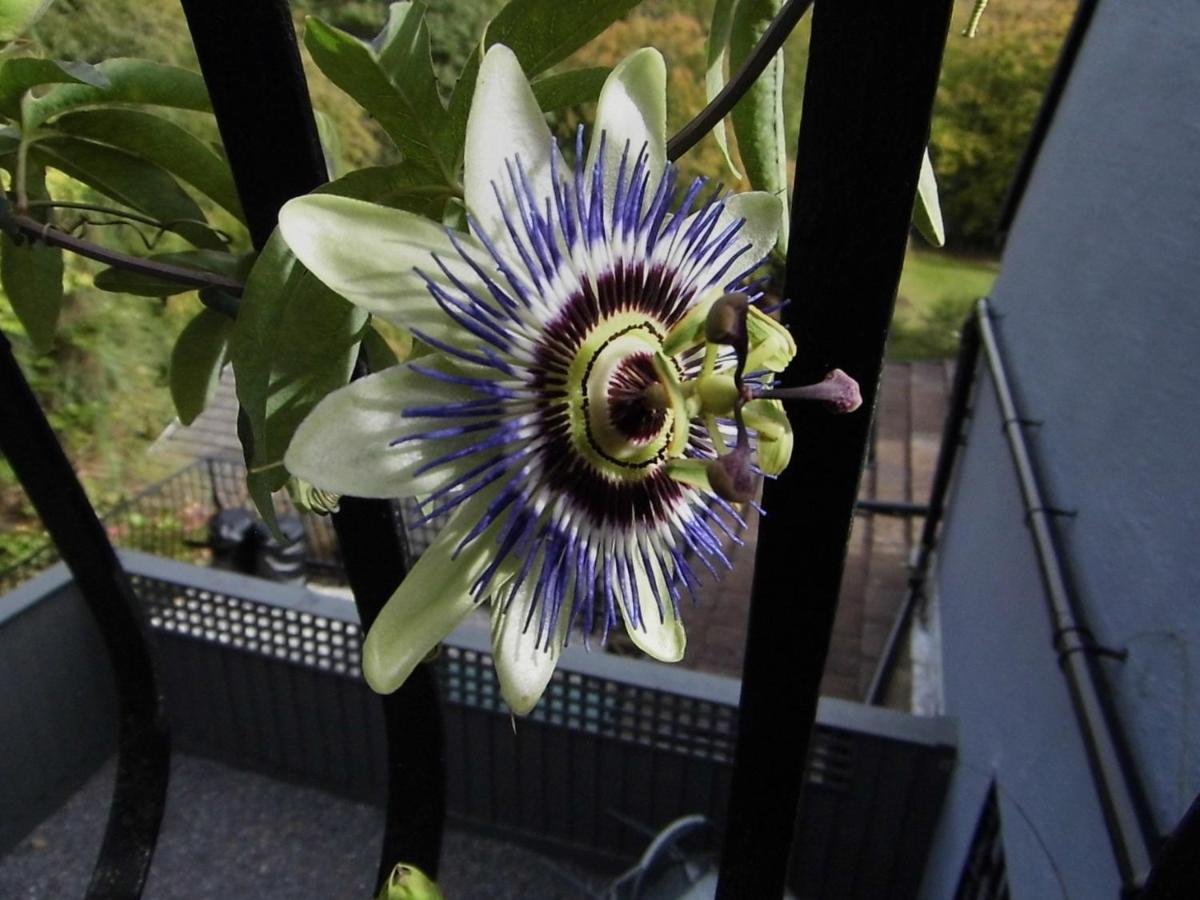 The Mill At Glynhir Bed & Breakfast แอมมันฟอร์ด ภายนอก รูปภาพ